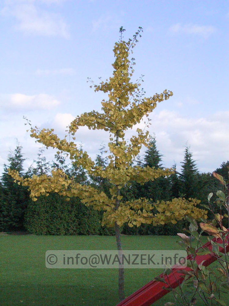 Ginkgo biloba - Herbstfaerbung 01.jpg